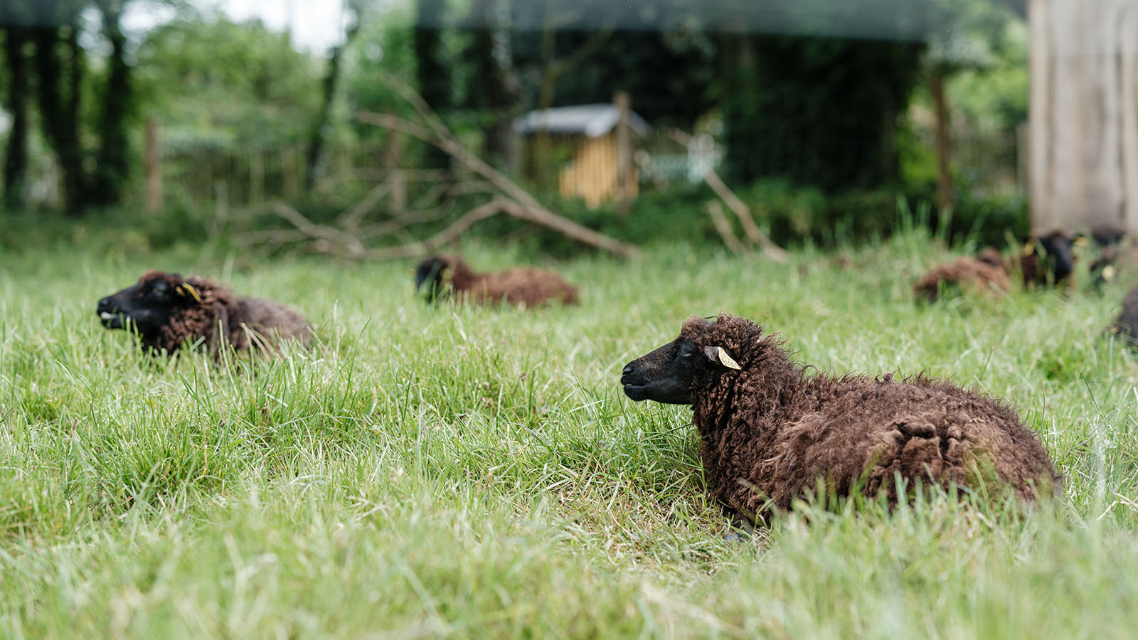 Moutons à laine brune couchés dans une prairie verdoyante sur un site idverde