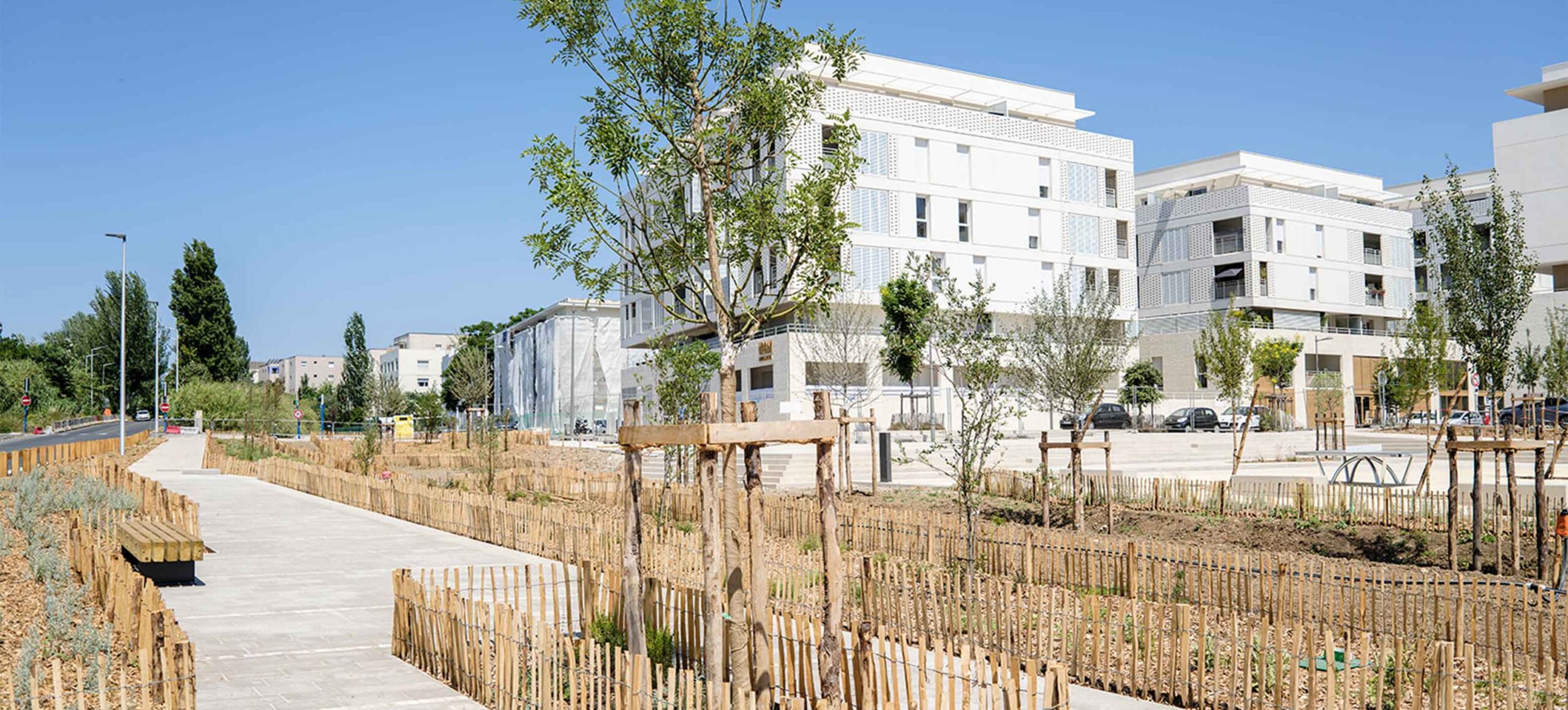 Cheminement piéton et jeunes arbres tuteurés dans un espace vert récemment aménagé au pied d'immeubles résidentiels.