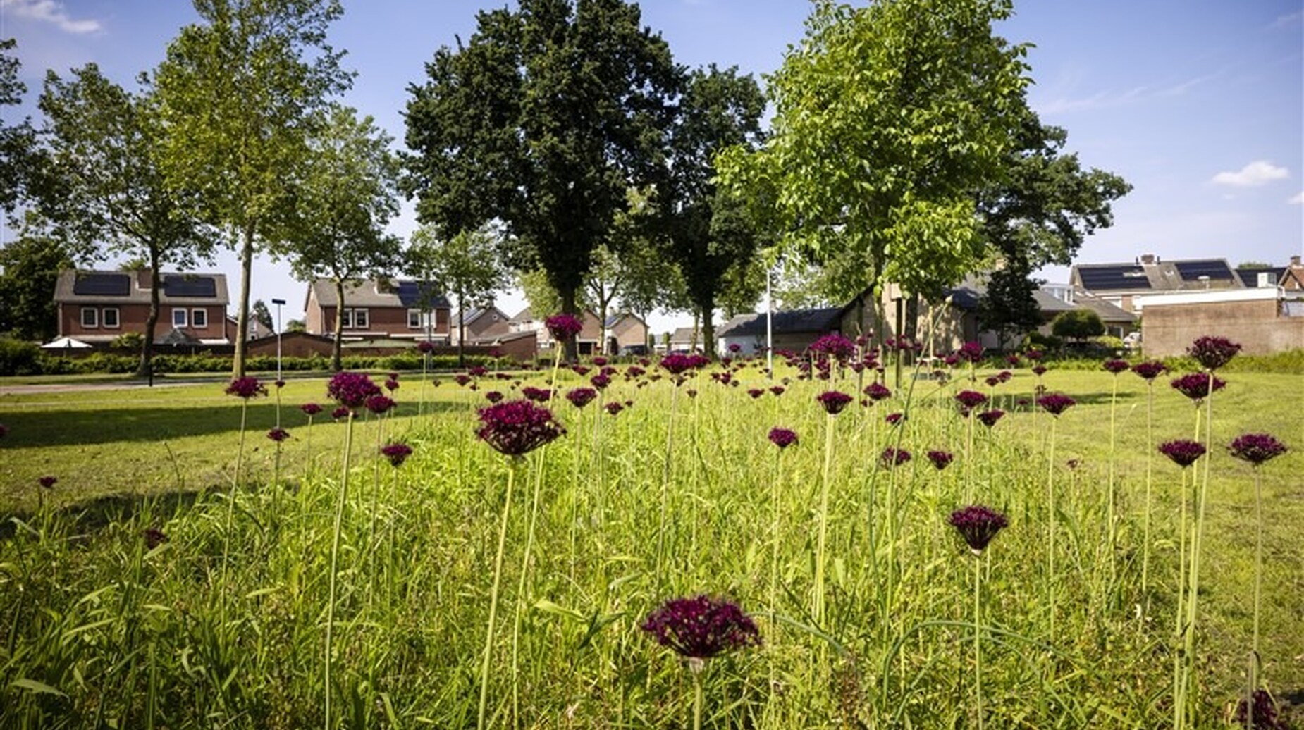 Prairie fleurie d'alliums pourpres au sein d'un parc urbain arboré