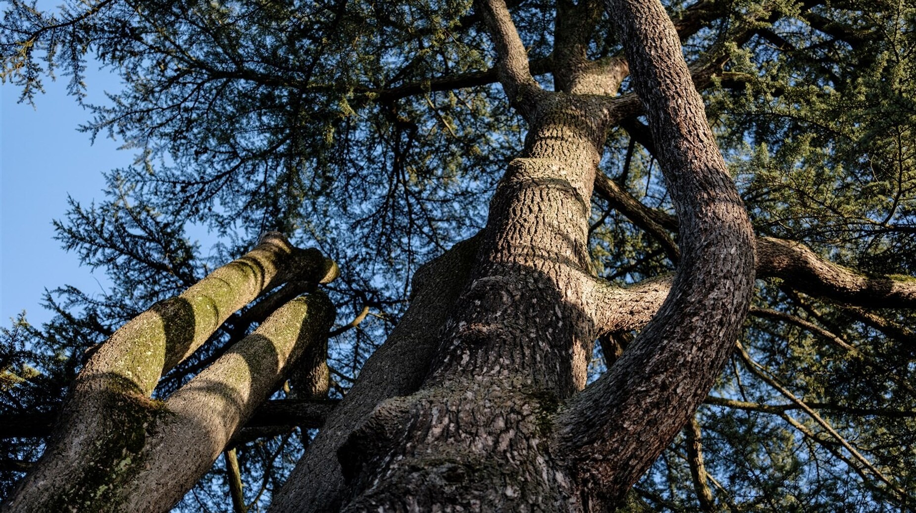 Contre-plongée sur un grand conifère aux branches étayées par des haubans