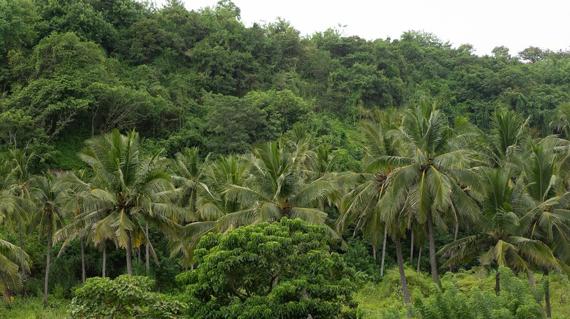 Forêt tropicale dense mêlant cocotiers et feuillus sous un ciel blanc
