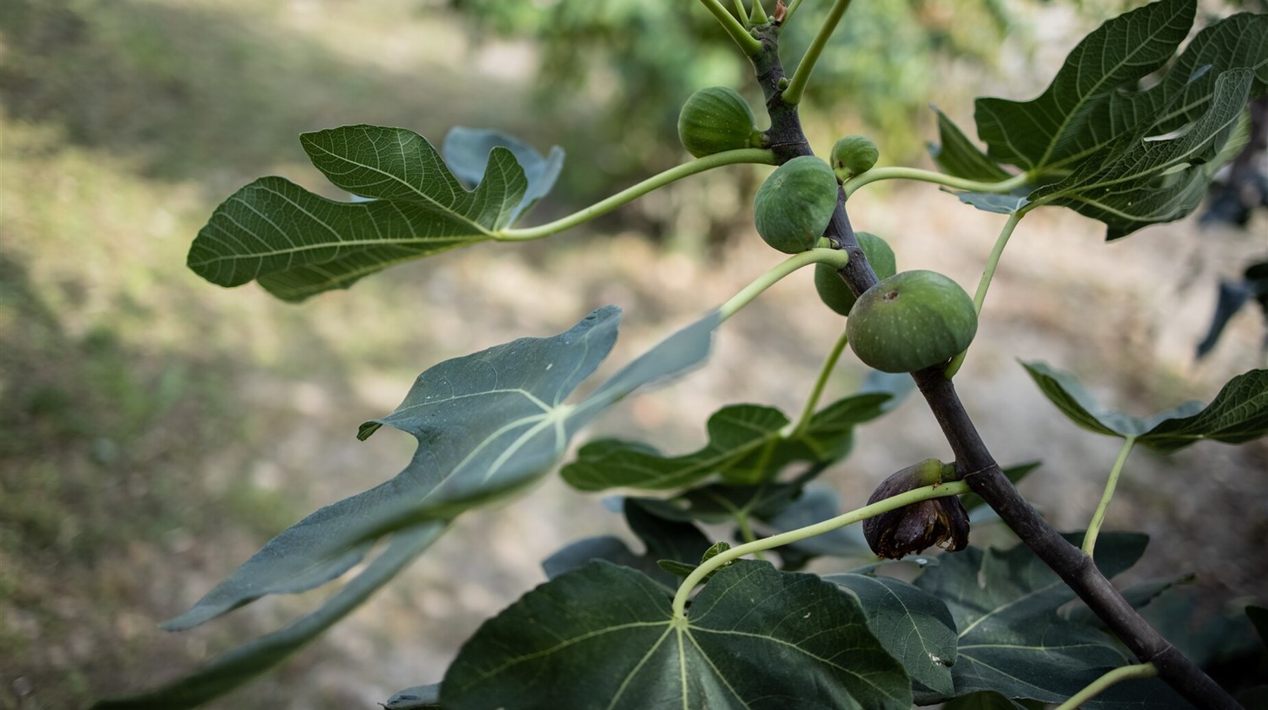 Figues vertes et feuilles de figuier en gros plan sur fond de talus flouté