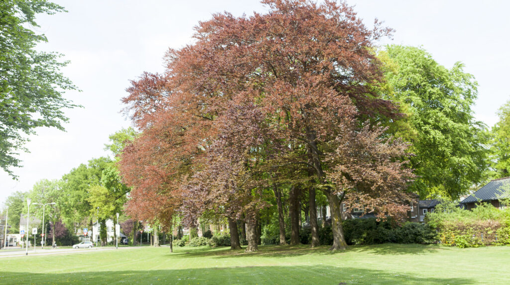 Grand hêtre pourpre isolé au milieu d'une vaste pelouse
