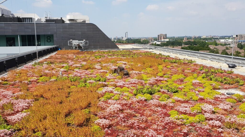 Toiture végétalisée aux sédums rouges couvrant un bâtiment contemporain