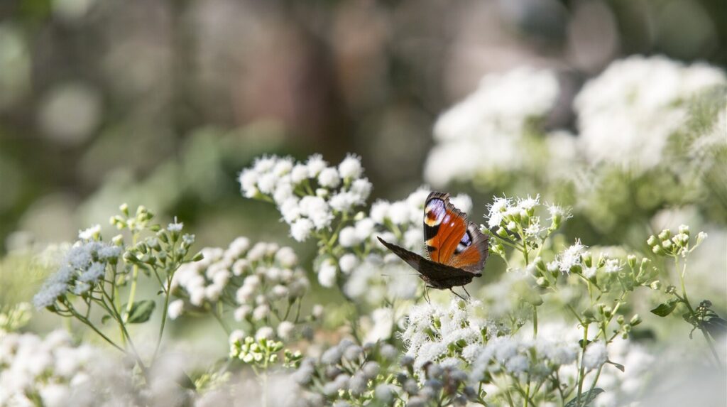 Papillon paon-du-jour posé sur une ombelle de fleurs blanches