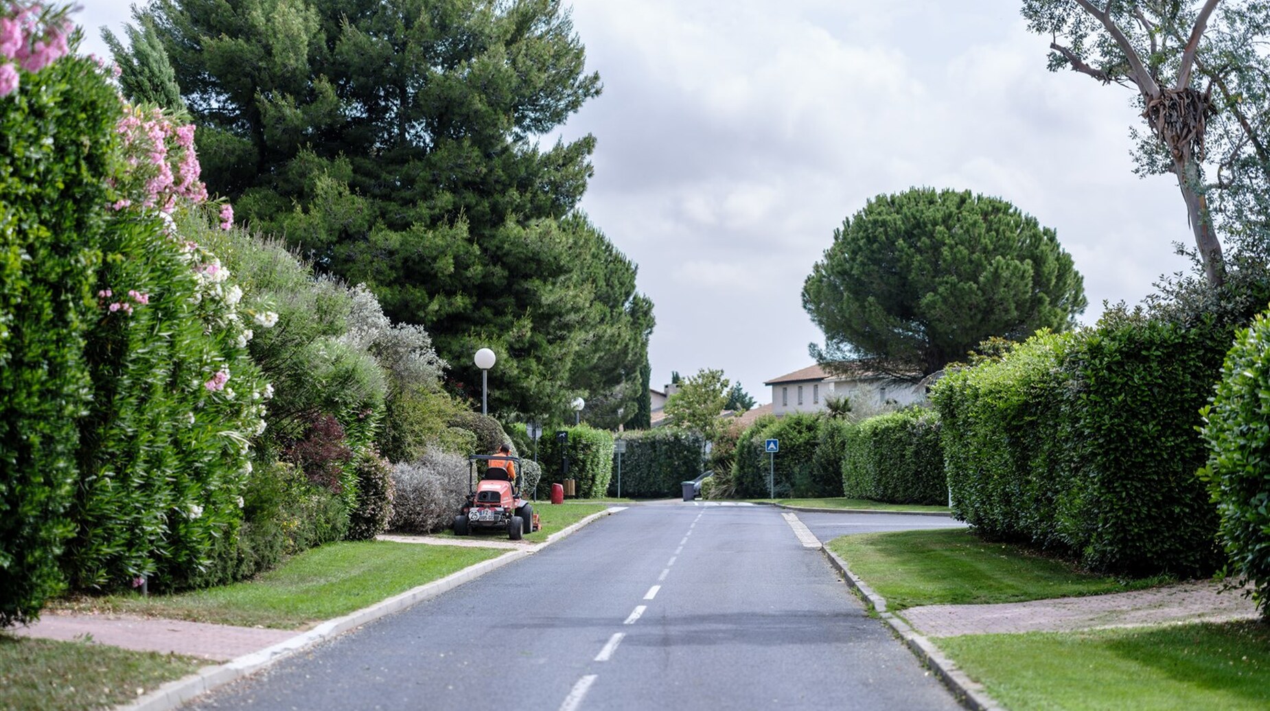Rue résidentielle bordée de haies taillées et de pins sous un ciel voilé