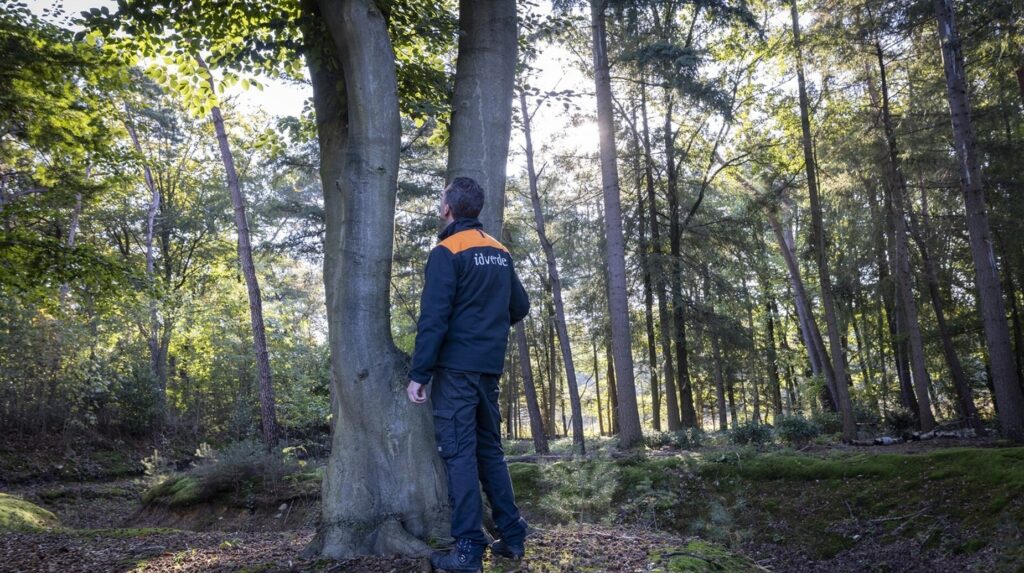 Professionnel du paysage adossé à un tronc dans une futaie éclairée à contre-jour