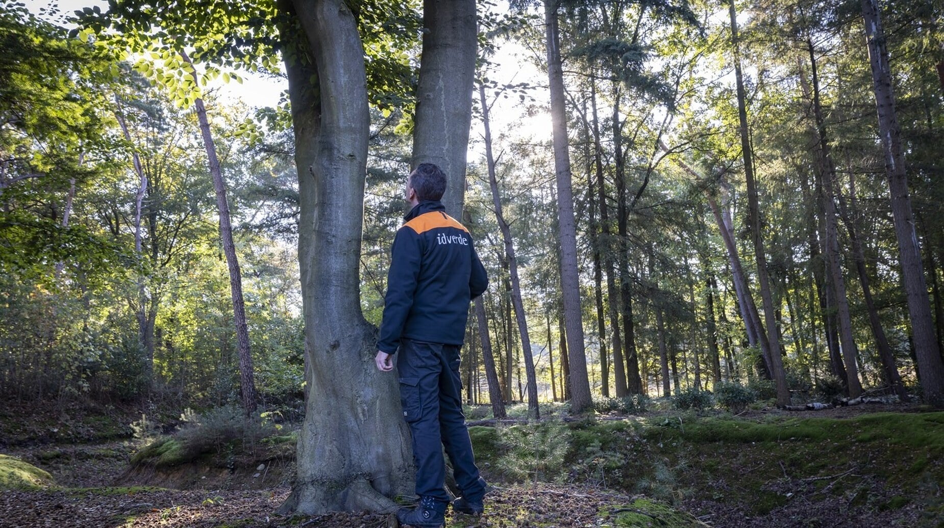 Professionnel du paysage adossé à un tronc dans une futaie éclairée à contre-jour