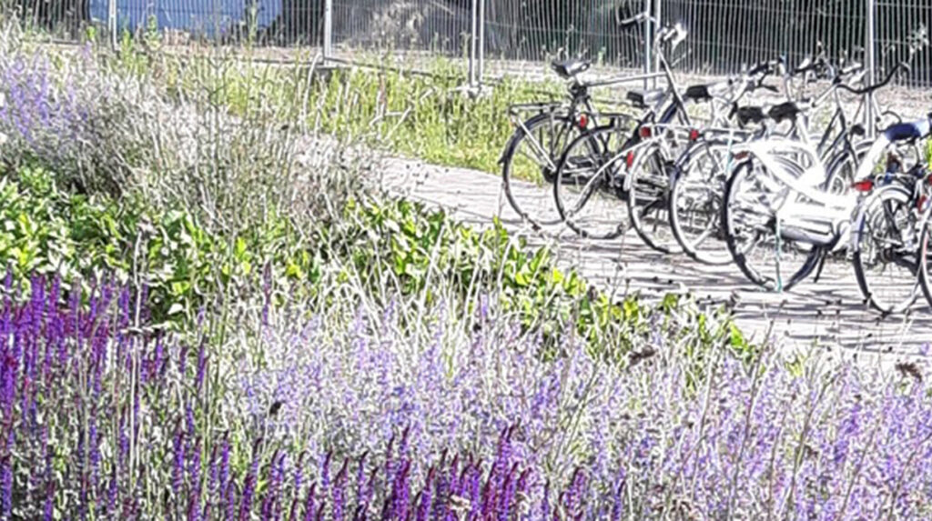 Massif de vivaces violettes le long d'une allée urbaine avec bancs en bois et vélos stationnés