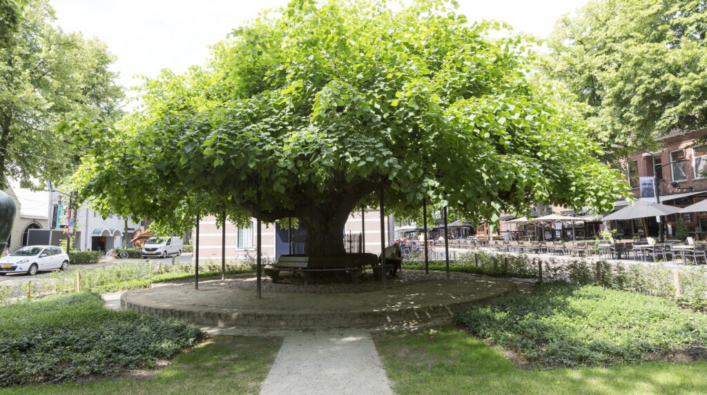 Arbre remarquable au houppier étalé soutenu par des étais au centre d'une place