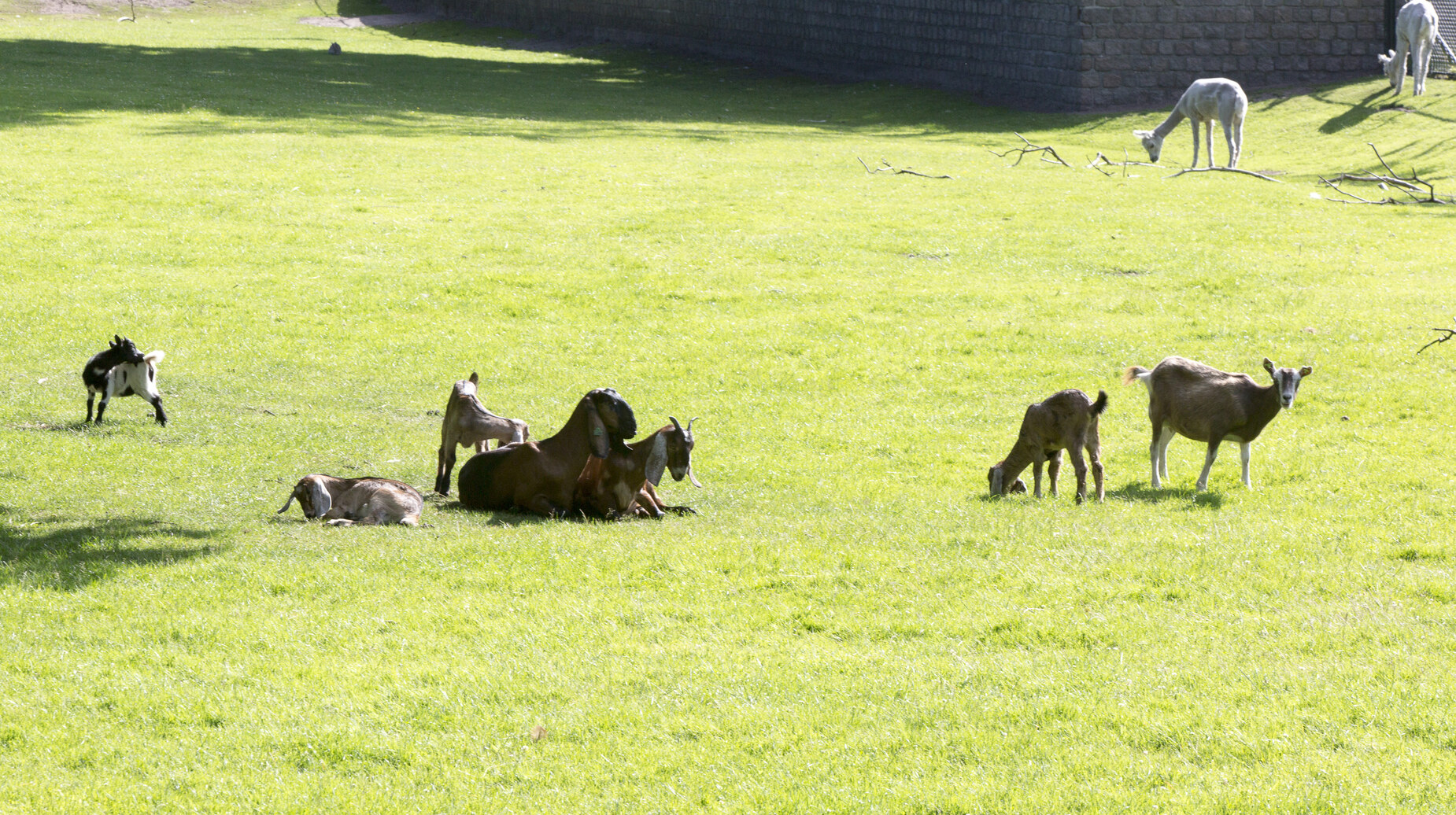 Troupeau de chèvres et de moutons en éco-pâturage sur une pelouse urbaine