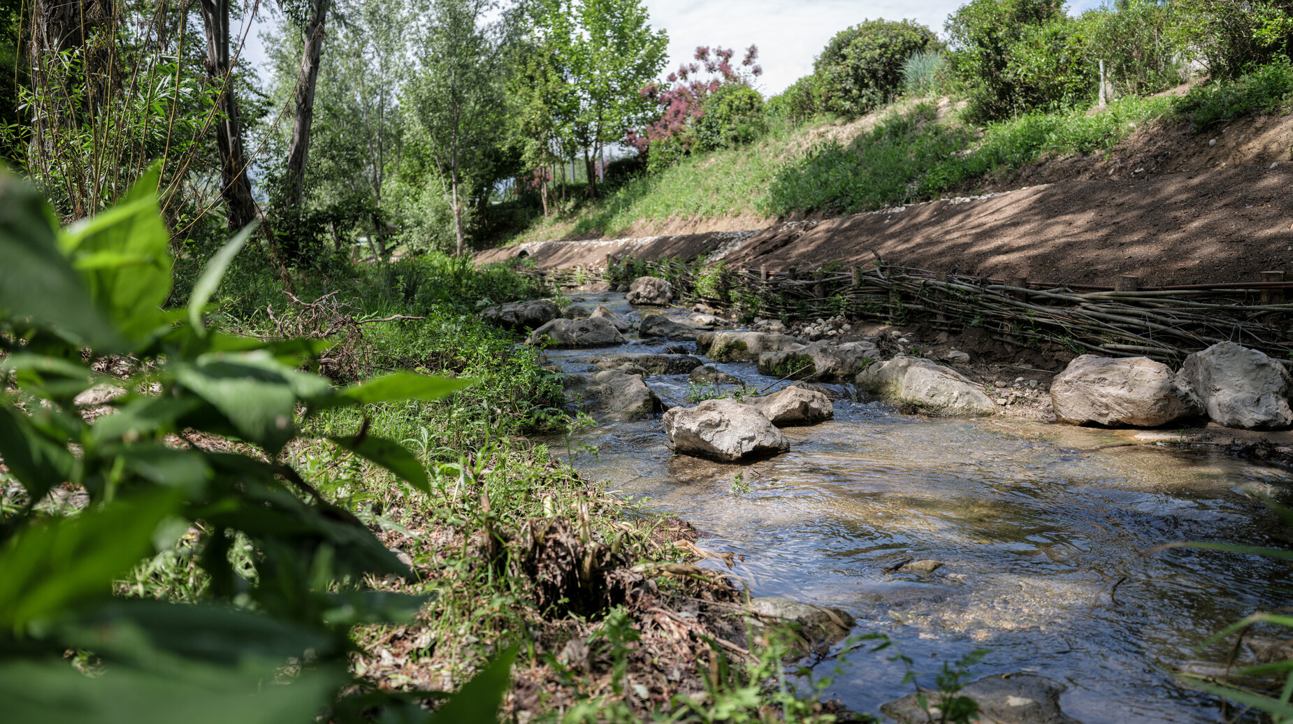 Cours d'eau renaturé aux berges consolidées par du génie végétal