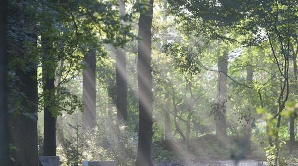 Chemin forestier traversé par des rayons de lumière filtrant entre les arbres