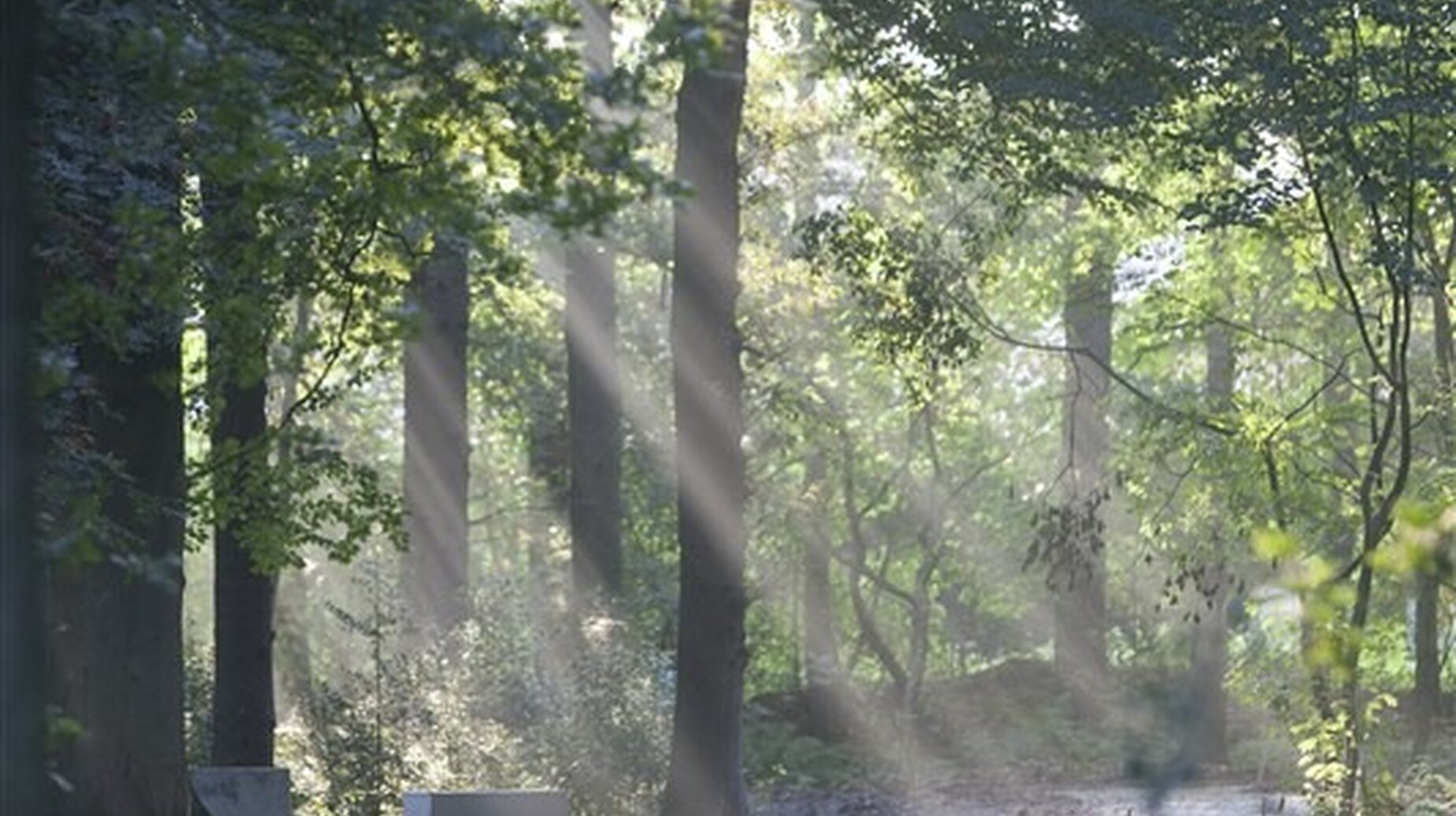 Chemin forestier traversé par des rayons de lumière filtrant entre les arbres