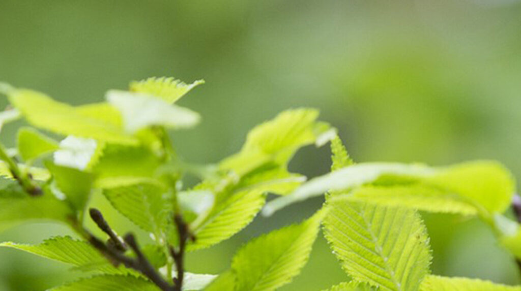 Gros plan de jeunes feuilles vertes sur une branche éclairée par une lumière douce
