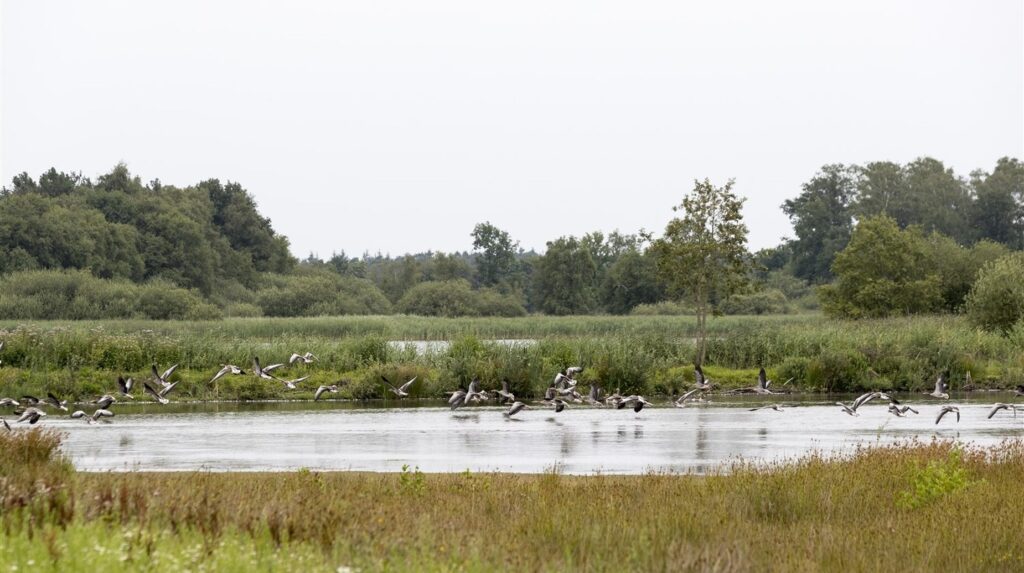 Zone humide accueillant un rassemblement d'oiseaux d'eau entre roselières et prairies
