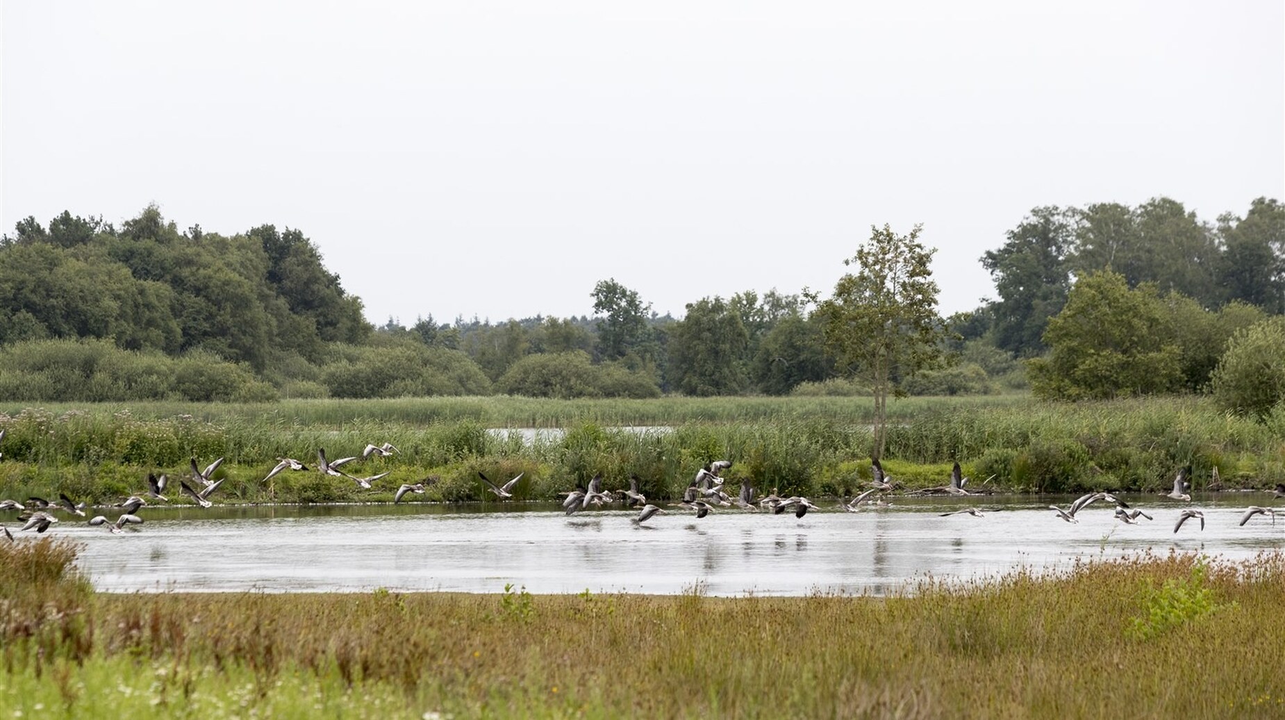 Zone humide accueillant un rassemblement d'oiseaux d'eau entre roselières et prairies