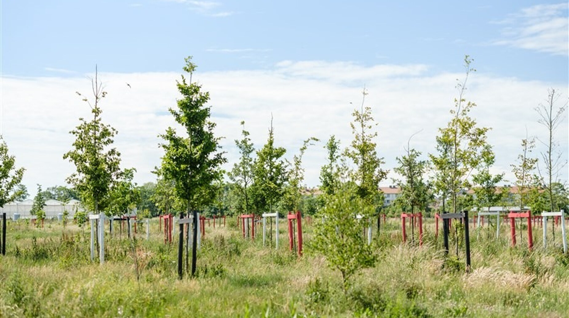 Jeunes arbres tuteurés plantés dans une prairie en cours de renaturation