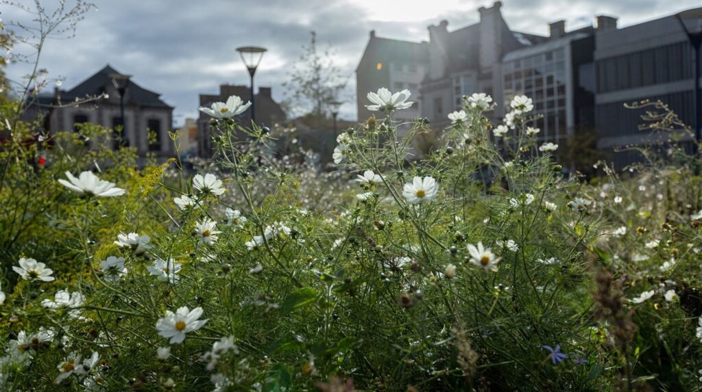 Prairie fleurie de fleurs blanches au premier plan devant des immeubles urbains