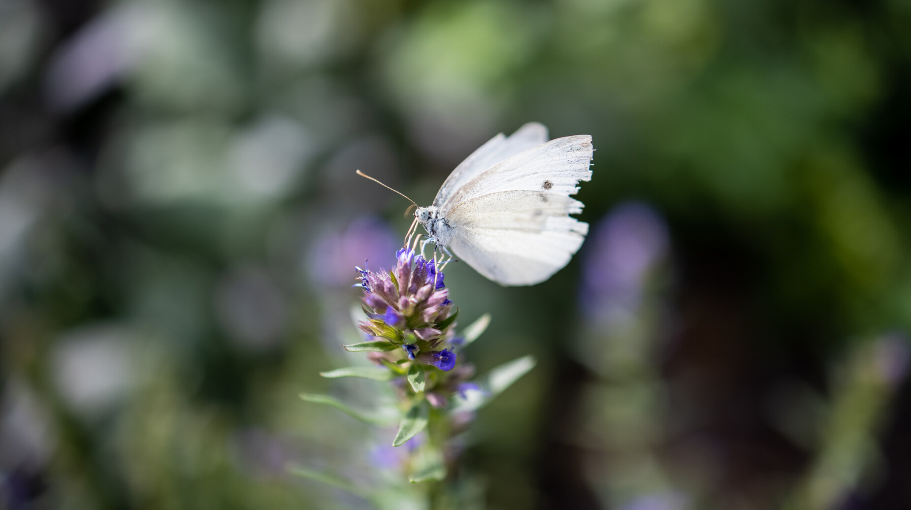 Papillon blanc posé sur une inflorescence violette dans un massif fleuri