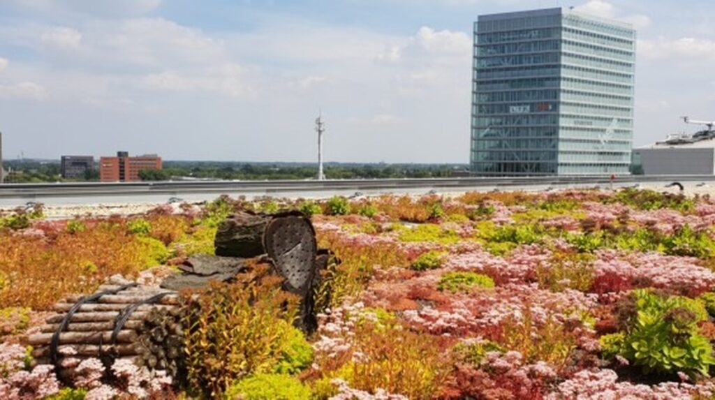 Toiture végétalisée aux sédums colorés devant une tour de bureaux vitrée