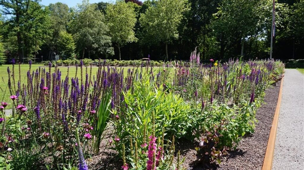 Massif de vivaces fleuries mauves et roses en lisière d'une pelouse arborée