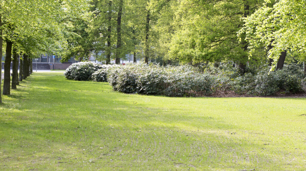 Pelouse ombragée bordée d'un alignement d'arbres et de massifs arbustifs