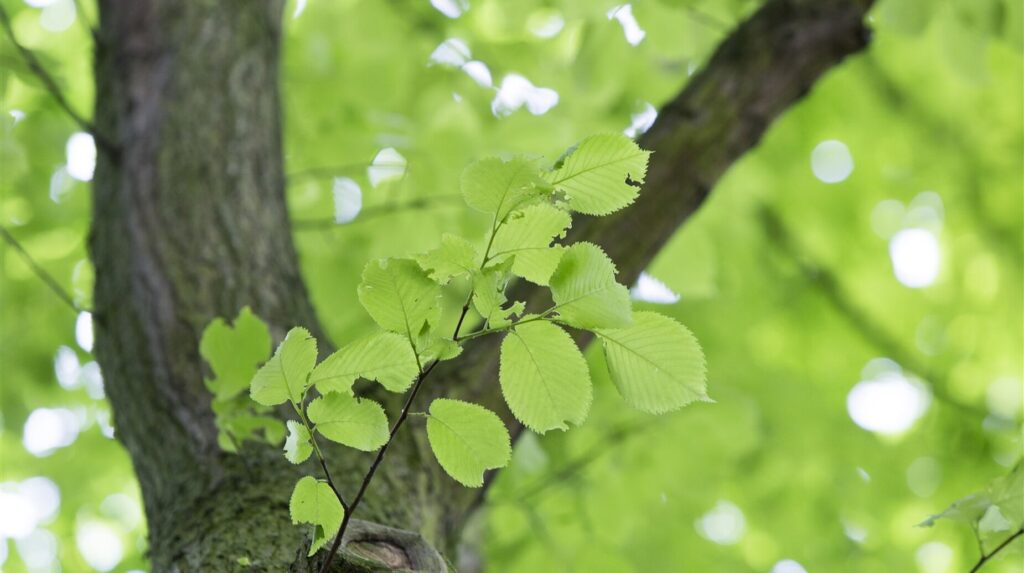 Feuillage de tilleul éclairé par le soleil en gros plan sur une branche