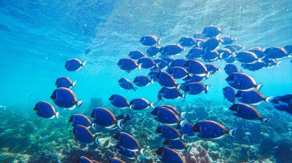Banc de poissons bleus évoluant au-dessus d'un récif corallien en eaux claires