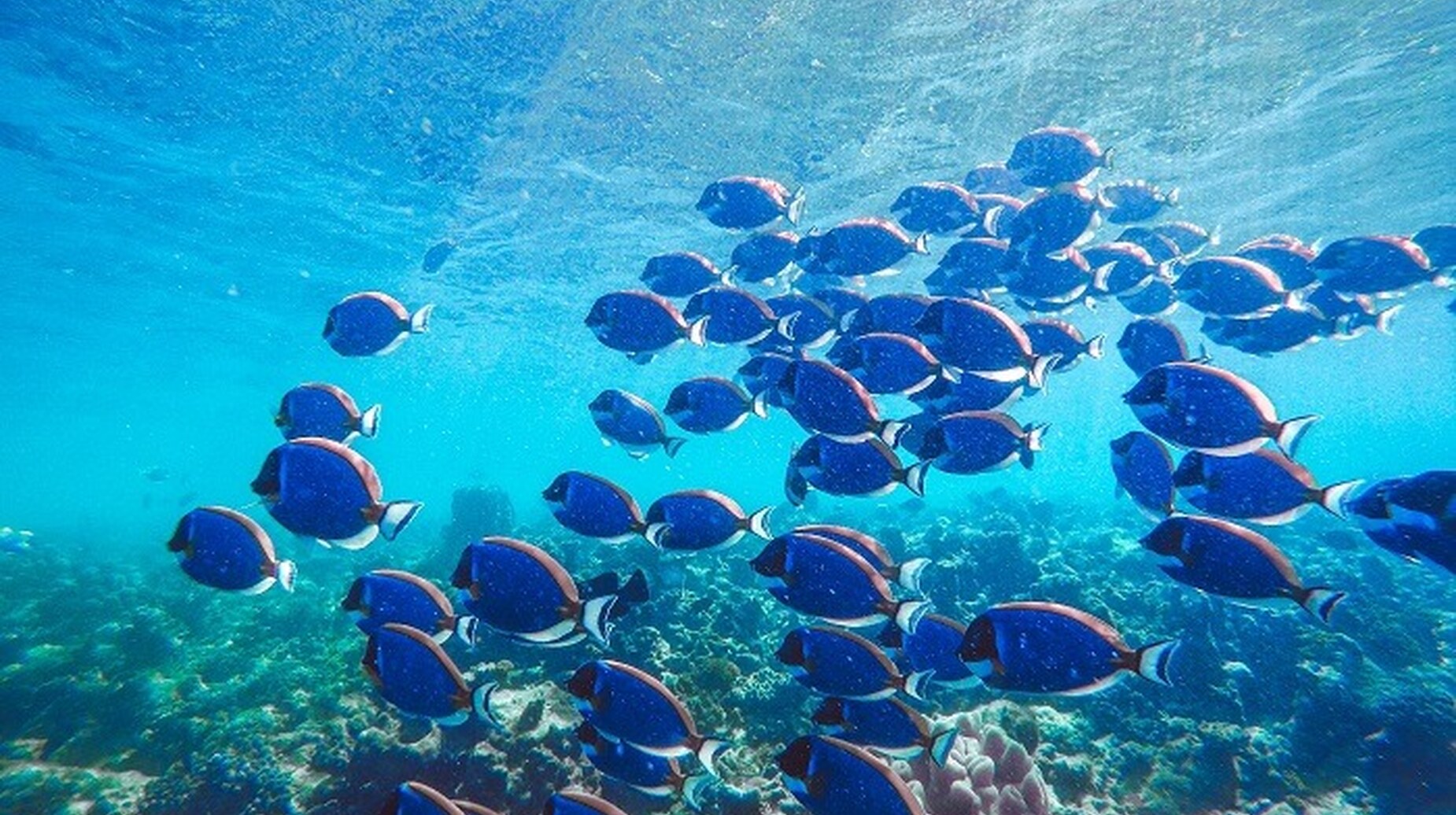 Banc de poissons bleus évoluant au-dessus d'un récif corallien en eaux claires