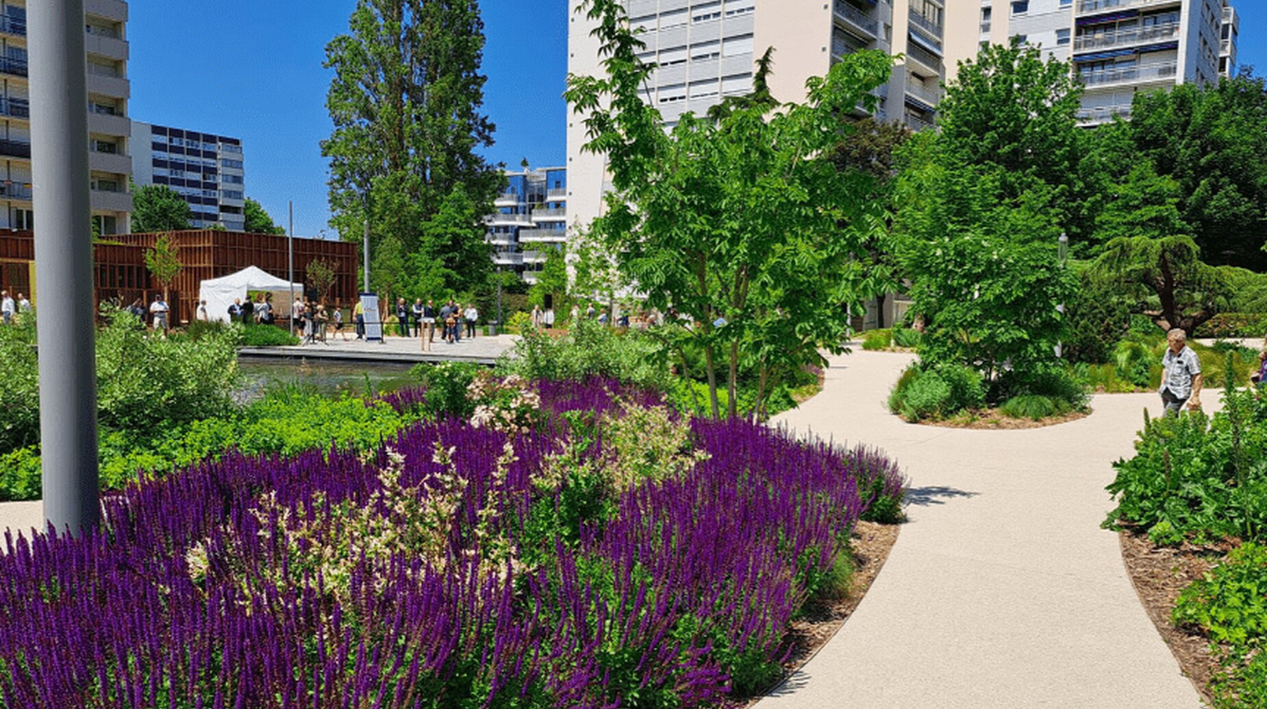 Massif de sauges violettes le long d'un cheminement dans un parc de quartier résidentiel