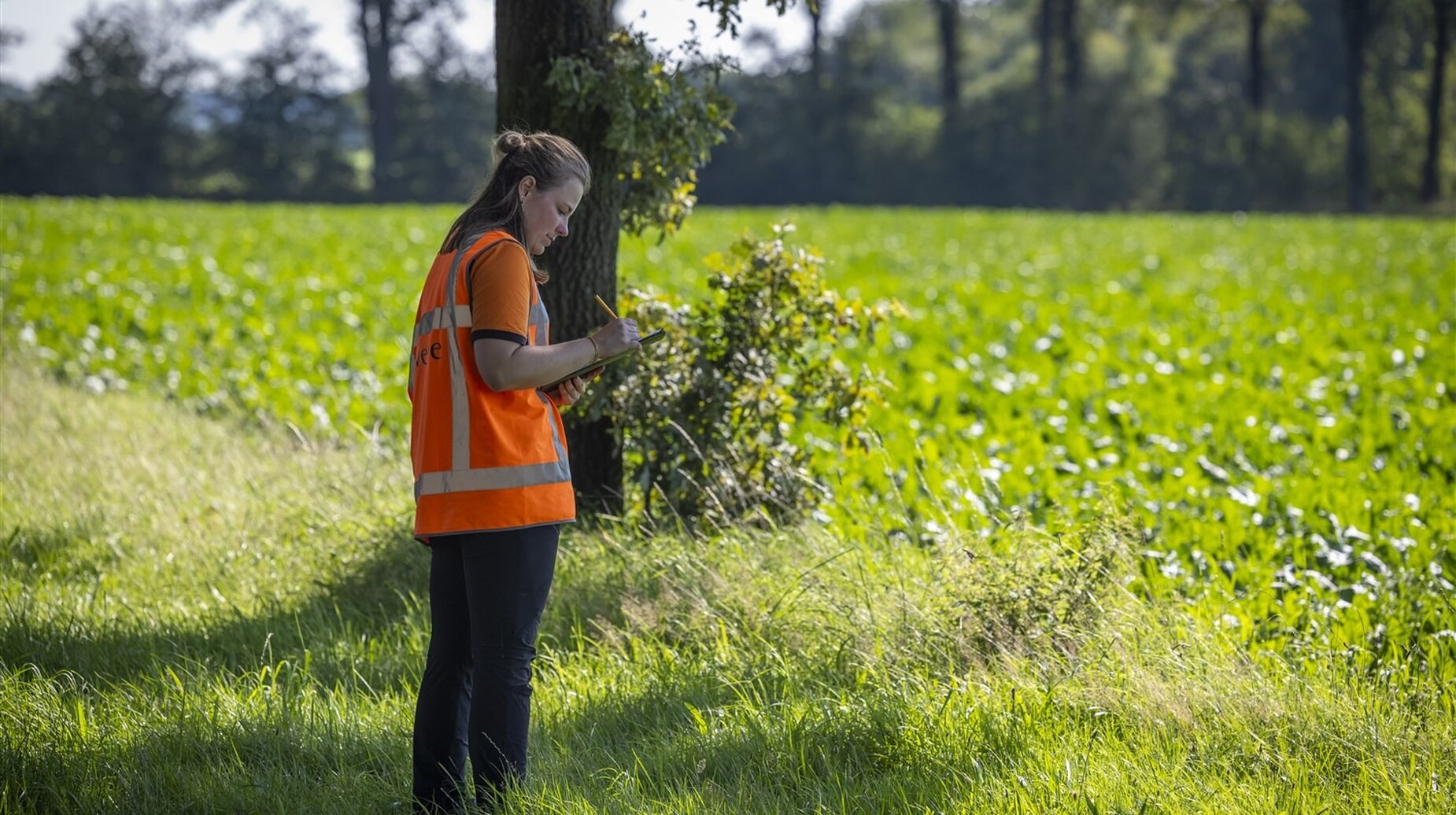 Paysagiste en gilet orange examinant un arbre en lisière de prairie