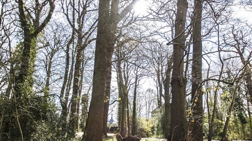 Sous-bois de hêtres aux troncs élancés éclairé par une lumière rasante