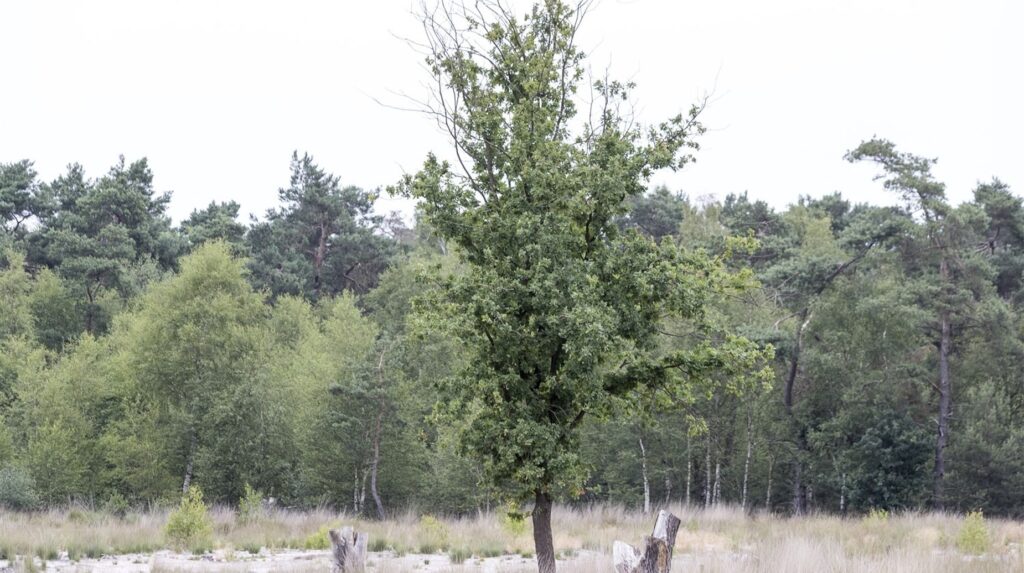 Jeune arbre isolé au milieu d'une prairie en lisière de boisement