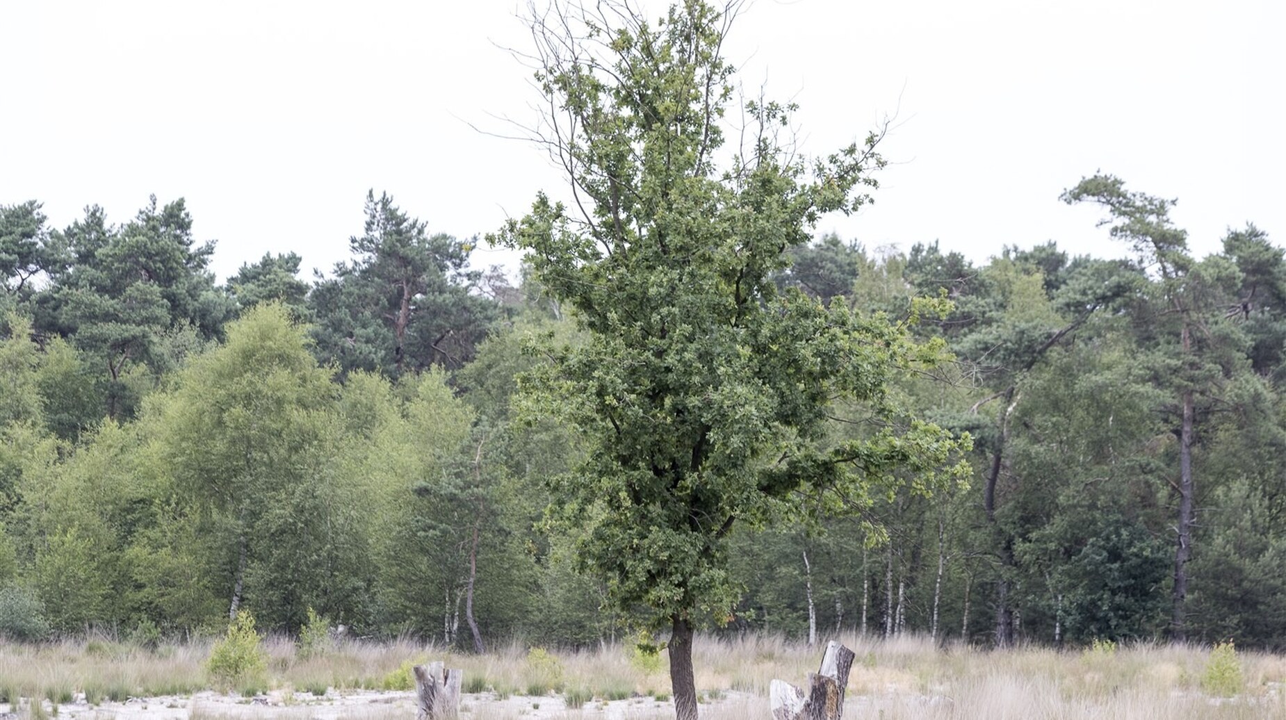 Jeune arbre isolé au milieu d'une prairie en lisière de boisement