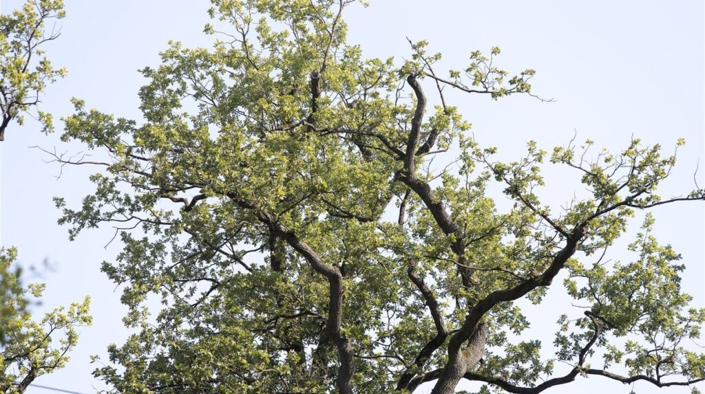 Houppier d'un vieux chêne aux branches tortueuses se détachant sur un ciel clair