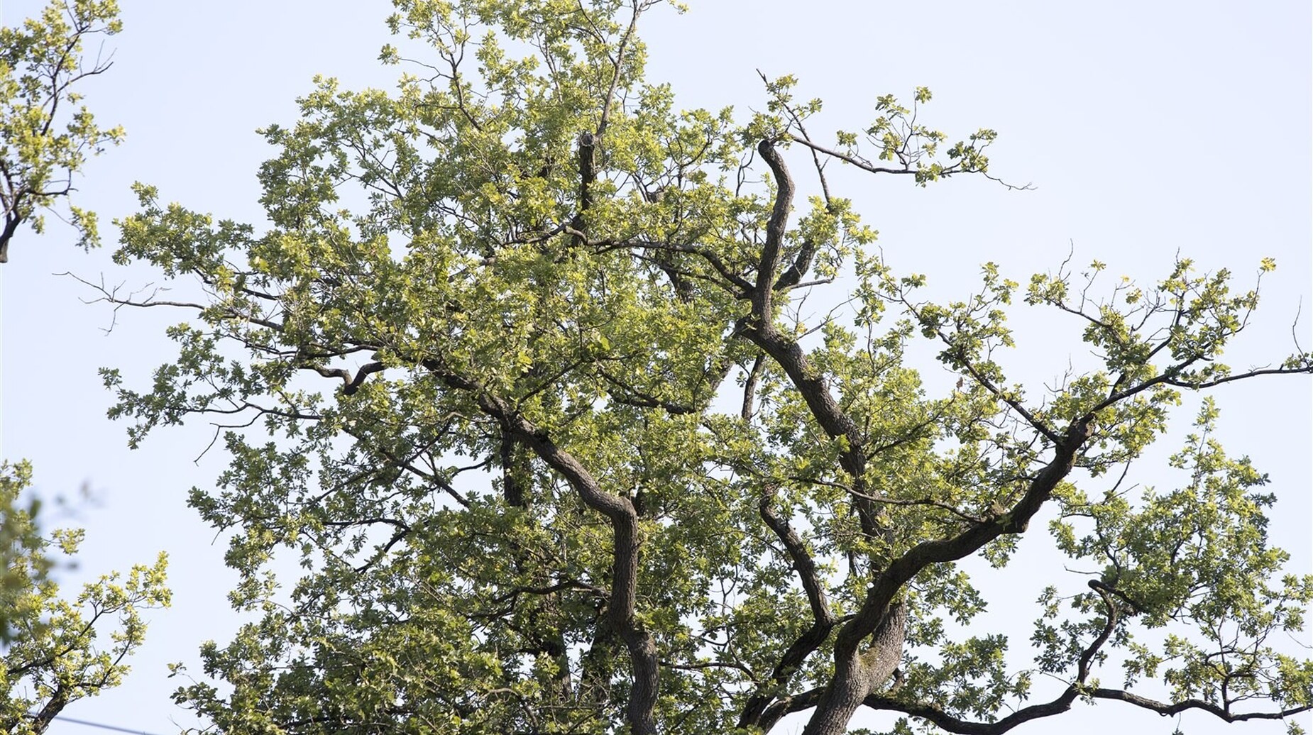 Houppier d'un vieux chêne aux branches tortueuses se détachant sur un ciel clair