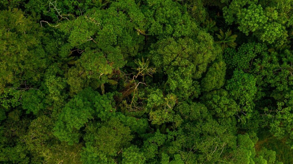 Vue aérienne d'une canopée forestière dense et continue