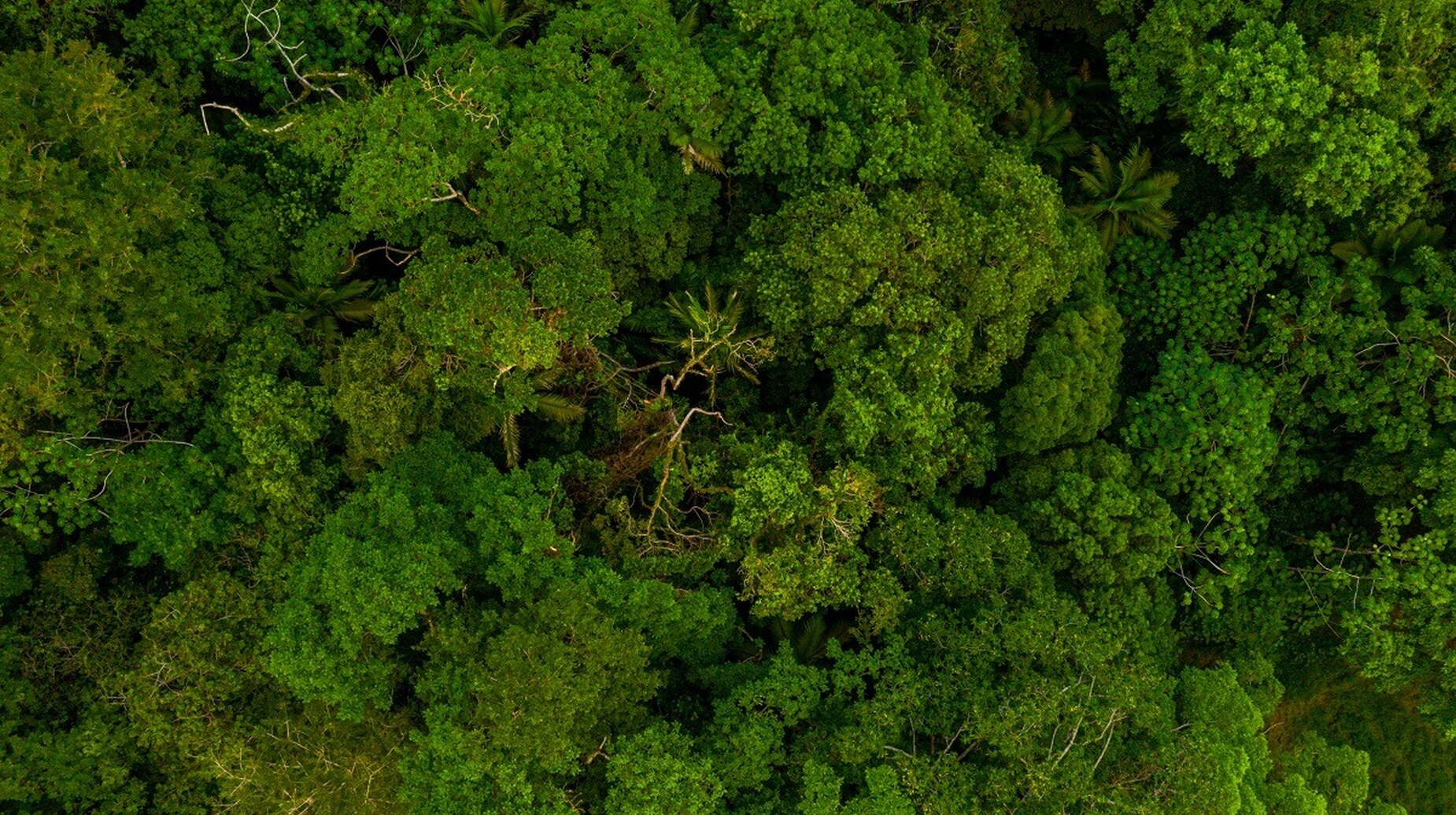 Vue aérienne d'une canopée forestière dense et continue