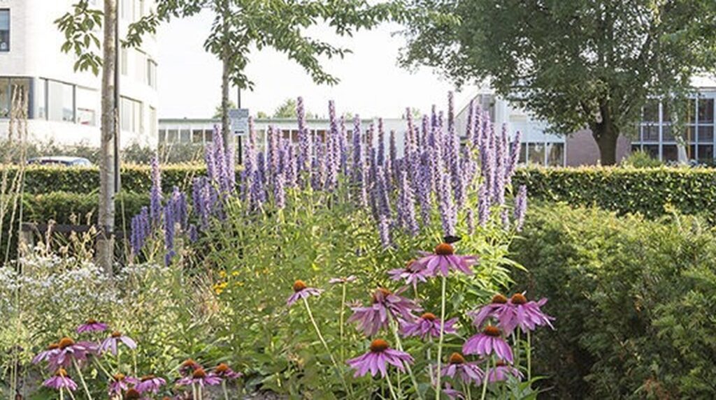 Place urbaine réaménagée avec massifs fleuris, haies taillées et arbres devant des immeubles