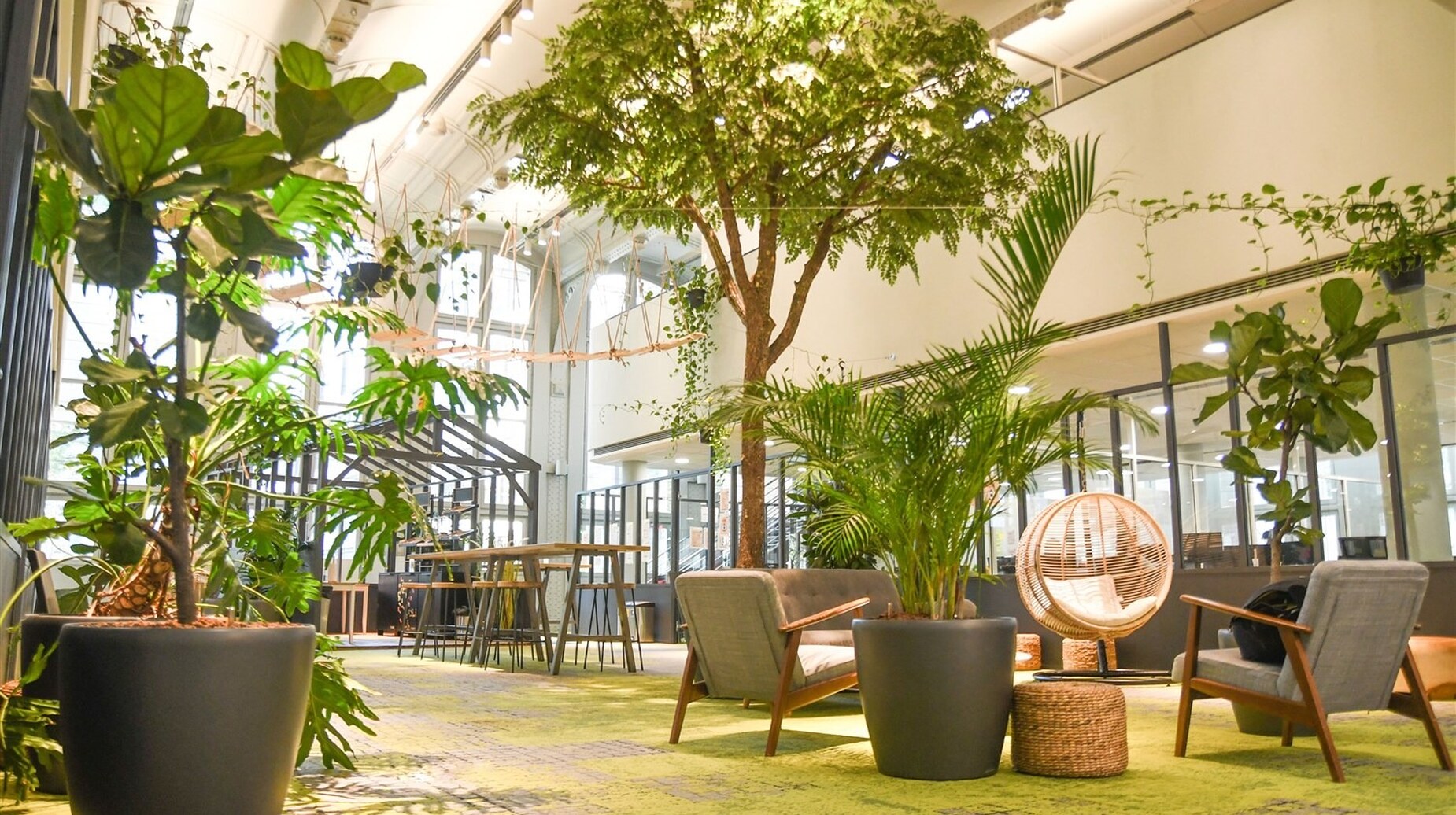 Hall de bureaux largement végétalisé avec arbres en bacs et mobilier lounge