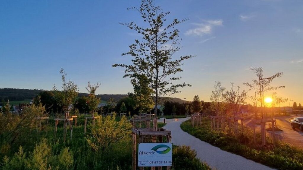 Jardin paysager au coucher du soleil avec jeunes plantations et cheminement sinueux