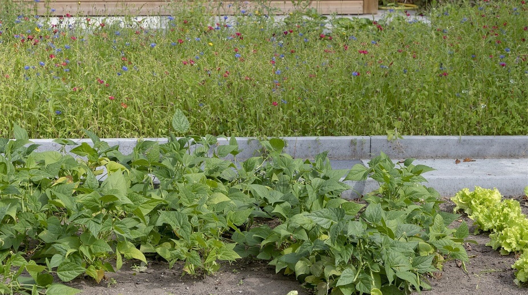 Potager urbain en bacs surélevés avec rangs de légumes devant un bâtiment en bois