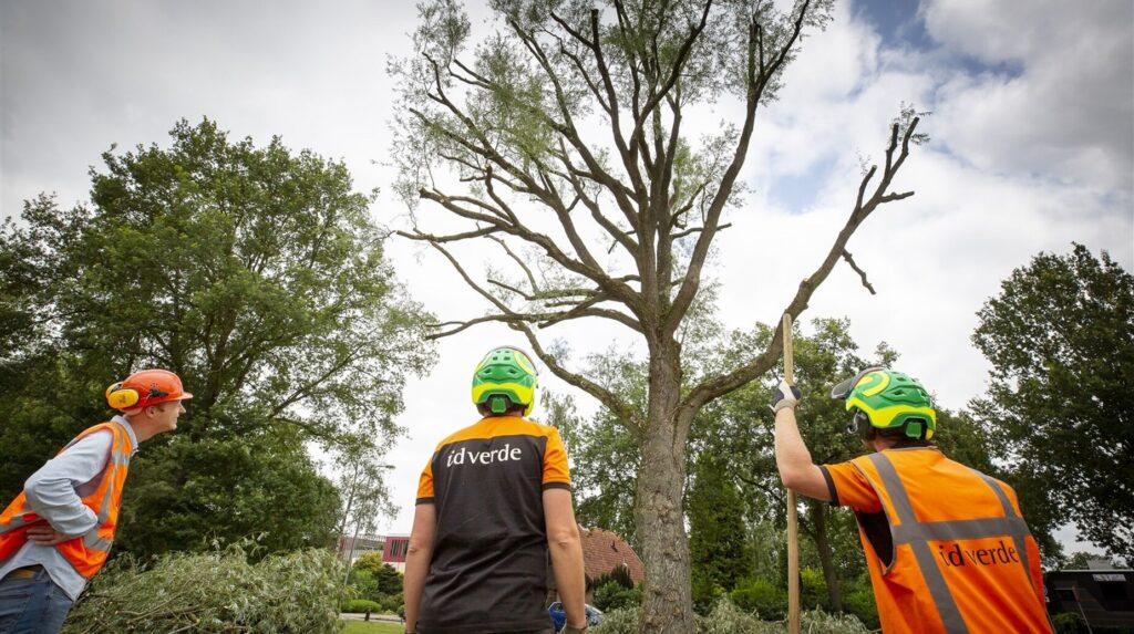 Équipe d'élagueurs intervenant au pied d'un grand arbre dépérissant